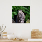Vrouw Sparrowhawk Poster (Keuken)