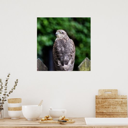 Vrouw Sparrowhawk Poster (Keuken)