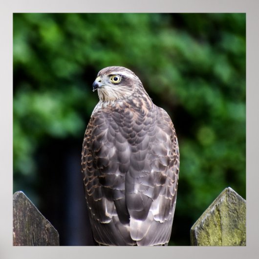 Vrouw Sparrowhawk Poster (Voorkant)