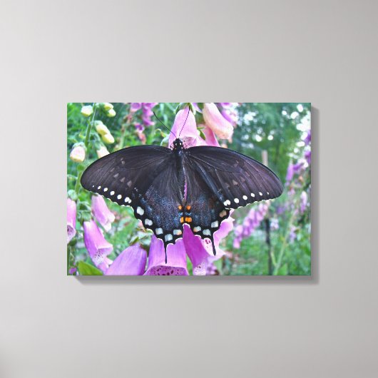 Vrouw Spicebush Swallowtail Butterfly Canvas Afdruk (Voorkant)