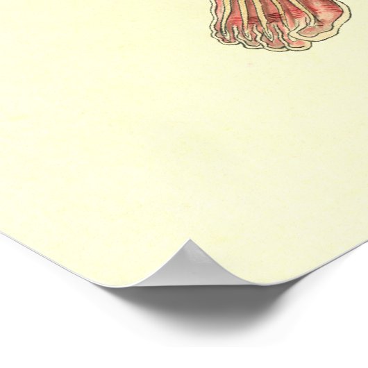 Vrouw Spier- en skeletspieren Anatomie Poster (Hoek)