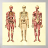 Vrouw Spier- en skeletspieren Anatomie Poster (Voorkant)