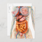 Vrouw spijsverteringsstelsel en bloedsomloop briefkaart (Voorkant / Achterkant)