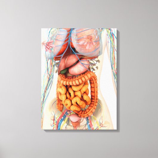 Vrouw spijsverteringsstelsel en bloedsomloop canvas afdruk (Voorkant)