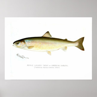 Vrouw Sunapee Trout Poster