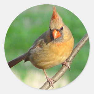 Vrouw Teller Ronde Sticker