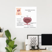 Vrouw urinelozing gelabeld poster (Thuiskantoor)