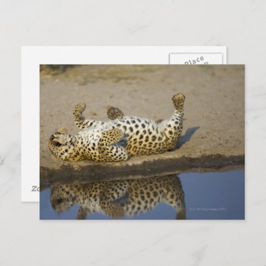 Vrouw van de luipaard (Panthera pardus), dat zich  Briefkaart (Voorkant / Achterkant)