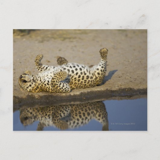 Vrouw van de luipaard (Panthera pardus), dat zich  Briefkaart (Voorkant)