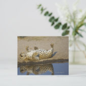 Vrouw van de luipaard (Panthera pardus), dat zich  Briefkaart (Staand voorkant)