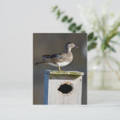Vrouw van hout op nestbox in wetland briefkaart (Staand voorkant)