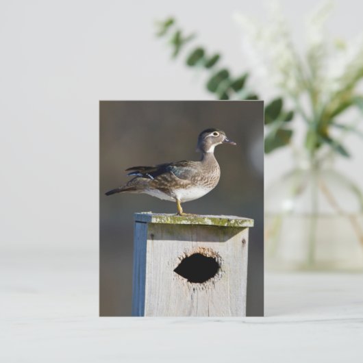 Vrouw van hout op nestbox in wetland briefkaart (Staand voorkant)