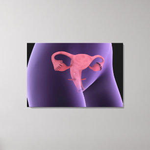 Vrouw, voortplantingsorganen, röntgenfoto-Uitzich Canvas Afdruk