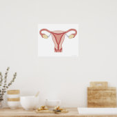 Vrouw Voortplantingsstelsel 2 Poster (Keuken)