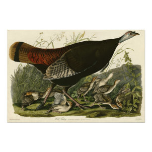 Vrouw Wild Turkey from Audubon's Birds of America Foto Afdruk