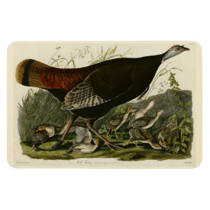 Vrouw Wild Turkey from Audubon's Birds of America Magneet