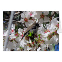 Vrouw zonnevogelpest