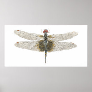 Vrouw zwarte zadelzakken Dragonfly Poster