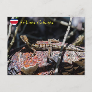 Vrouwelijke basilisk Hagedis, Punta Cahuita - Cost Briefkaart