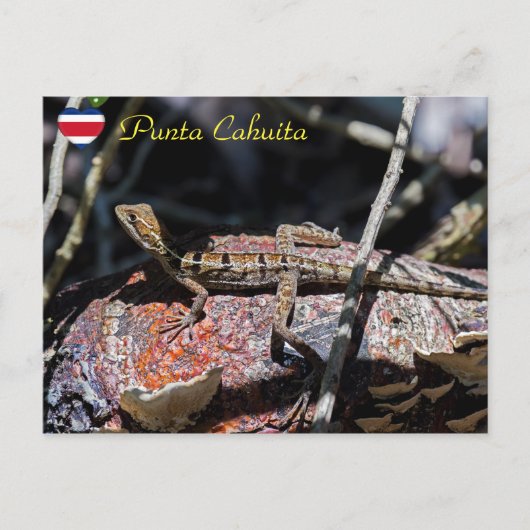 Vrouwelijke basilisk Hagedis, Punta Cahuita - Cost Briefkaart (Voorkant)