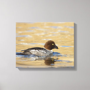 Vrouwelijke gewone brilduiker canvas afdruk