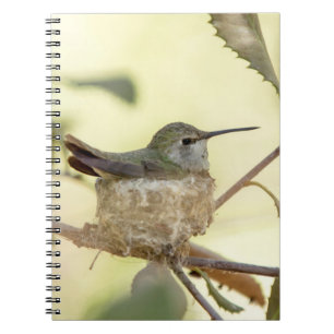 Vrouwelijke kolibrie op haar nest notitieboek
