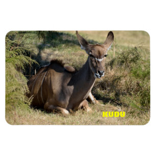Vrouwelijke Kudu Magneet