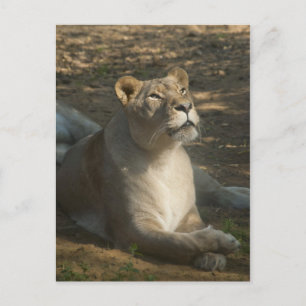 Vrouwelijke Leeuw Ansichtkaart Briefkaart