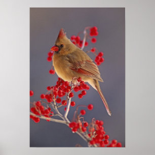 Vrouwelijke noordelijke kardinaal tussen meidoorn poster