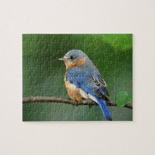 Vrouwelijke oostelijke blauwe lijster, Sialia sial Legpuzzel