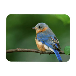 Vrouwelijke oostelijke blauwe lijster, Sialia sial Magneet