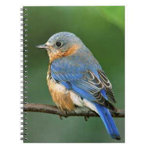 Vrouwelijke oostelijke blauwe lijster, Sialia sial Notitieboek