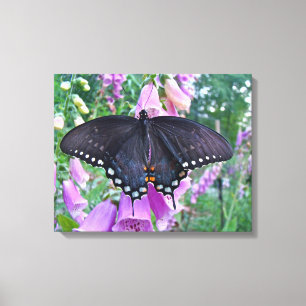 Vrouwelijke pijpbloemvlinder canvas afdruk