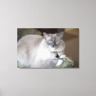 Vrouwelijke Ragdoll kat Canvas Afdruk
