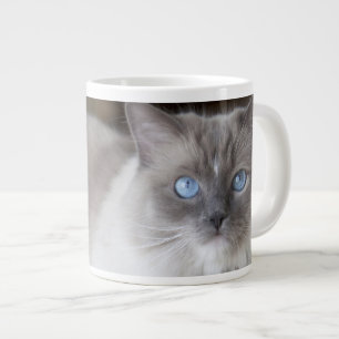 Vrouwelijke Ragdoll kat Jumbo Beker