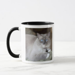 Vrouwelijke Ragdoll kat Mok