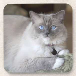 Vrouwelijke Ragdoll kat Onderzetter