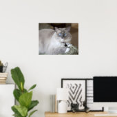 Vrouwelijke Ragdoll kat Poster (Thuiskantoor)
