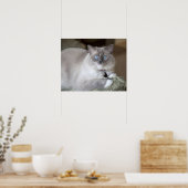 Vrouwelijke Ragdoll kat Poster (Keuken)