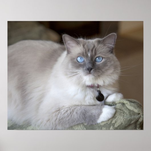 Vrouwelijke Ragdoll kat Poster (Voorkant)