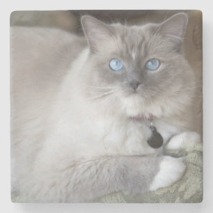 Vrouwelijke Ragdoll kat Stenen Onderzetter