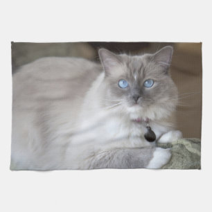 Vrouwelijke Ragdoll kat Theedoek
