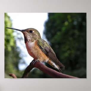 Vrouwelijke Rosse Kolibrie - Fine Art Prints