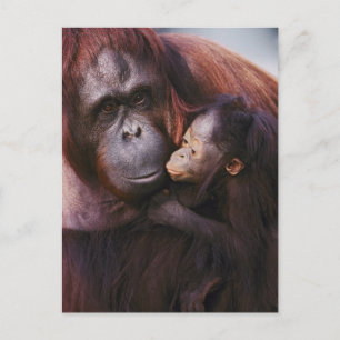 Vrouwelijke Sumatraanse orang-oetan met baby, Pong Briefkaart