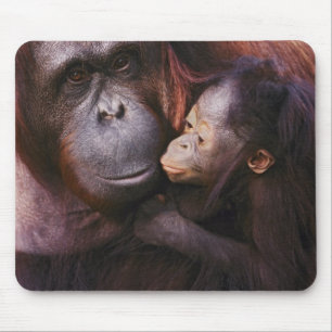 Vrouwelijke Sumatraanse orang-oetan met baby, Pong Muismat