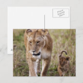 Vrouwen leeuw met welp briefkaart (Voorkant / Achterkant)