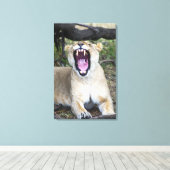 Vrouwen leeuw (Panthera leo), Masai Mara National Canvas Afdruk (Insitu (Houten vloer))