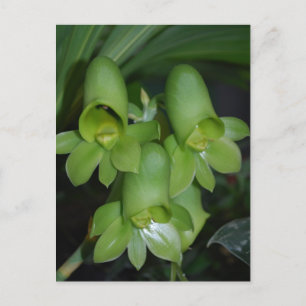 Vrouwen van catasetum orchid briefkaart