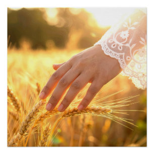 Vrouwenhandschietend aan tarwe pluimen perfect poster