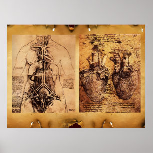 Vrouwentorso / Hart en bloedvaten Poster